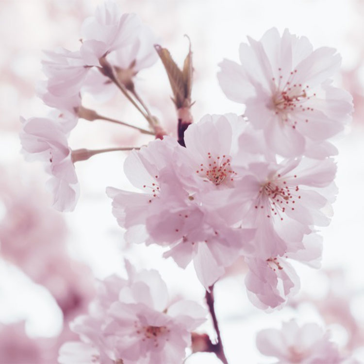 Frühling: Rosa Blüten